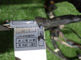 61126923511, 692351101, 61128386010, 8386010 Проводка двери передняя левая BMW X5 2005 фото 5