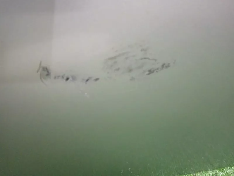 Дверь Audi TT 2002 8N0831052C 8N, передняя правая